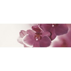 Декор Paradyz Abrila inserto Kwiat B 20x60